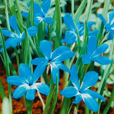 Image result for Tecophilaeaceae