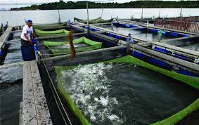 Lucky tropical fish farm has been keeping and breeding discus and tropical fish for over ten years. World Aquaculture Society The Singapore Aquaculture Industry Contributing To Singapore S Food Security World Aquaculture Society