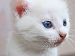 Kucing merupakan haiwan yang tidak asing lagi dalam kehidupan seharian manusia. Fakta Menarik Mengenai Kucing Putih Mata Biru Blog Ruparupa