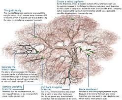 Japanese Maples