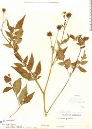 Image result for Bidens pilosa
