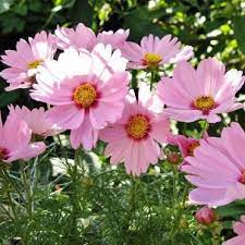 Pin On Cosmos