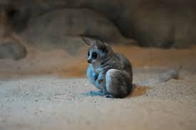 Just another bushbaby crying about the cost of healthcare. Tendons Store Energy Bushbabies And Galagos Asknature
