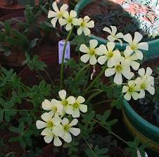 Image result for Oxalis pes-caprae