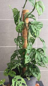 Pin On Vine Ideas Indoor