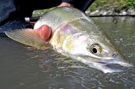 river Archives - Page 2 of 2 - DRYFT™ Fishing Waders