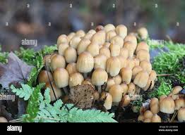 Image result for Coprinus micaceus