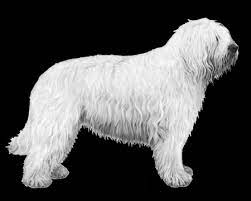 We did not find results for: Sudrussischer Owtscharka Wisdom Panel German