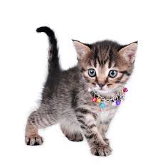 Resultado de imagen de gato