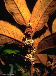 Image result for Myristicaceae