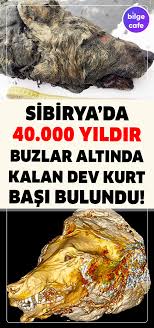 Sibirya Da 40 Bin Yildir Buzlar Altinda Kalan Dev Kurt Basi Bulundu Buz Kurt Saglik Urunleri