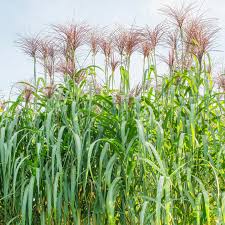 Miscanthus × giganteus, the giant miscanthus, is a sterile hybrid of miscanthus sinensis and miscanthus sacchariflorus. Elefantengras Riesen Chinaschilf Pflanzen Pflegen Mein Schoner Garten