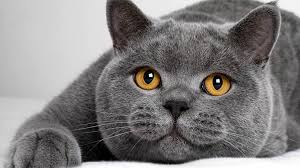 Submitted 5 years ago by katricesummerlin166. British Shorthair Cat Dinoanimals Com