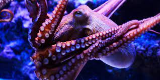 Related Image Octopus Pictures Octopus Giant Pacific Octopus