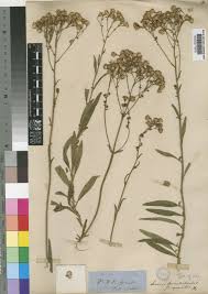 Image result for Senecio serratuloides