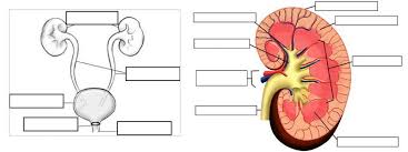 Urinary system labeling this shows a kidney and the nephron with arrows that point to specific structures within the kidney for students of anatomy to label. Urinary System