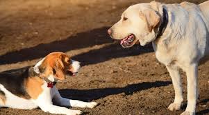 Find lab mix in dogs & puppies for rehoming | find dogs and puppies locally for sale or adoption in ontario : Beagle Vs Labrador Retriever Breed Differences Similarities