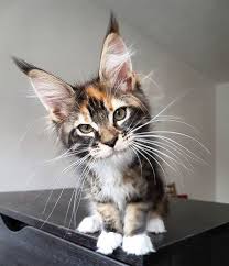 little kitten with large ears what will this little one grow up to be and how big i m sure it s being loved to pieces katzen tiere niedliche tierbilder
