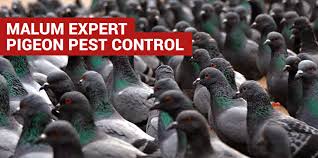 As your local brighton pest controllers we understand that if you uncover a wasp nest or you find rats in your commercial premesis, then you will require a fast and efficient service. Expert Bird Control Brighton Free Quote For Seagull Pigeon Control