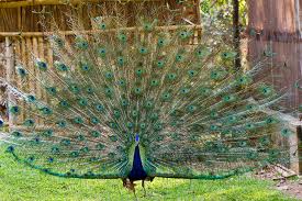 Mysore Zoo Reviews Mysore Zoo Tourist Places Mysore Zoo Tourist Destinations Mysore Zoo Tourist Information India Far Far Better Than The Vandalur Junkyard Zoo Mouthshut Com