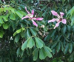 Ceiba speciosa in flower © giuseppe mazza. Ceiba Speciosa Landscape Plants Oregon State University