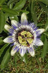 Passiflora Caerulea Blue Passion Flower Rhs Gardening Passiflora Caerulea Blue Passion Flower Passion Flower