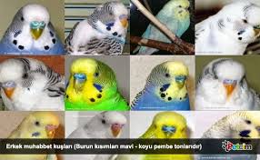 Muhabbet Kusu Cinsiyet Ayrimi Muhabbet Kuslari Kusu Kus