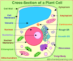 Mitochondria are commonly called the power house of the cell. Plant Cell Anatomy Enchanted Learning