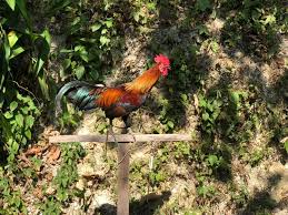 Download lagu suara ayam jantan (7.58mb) dan streaming kumpulan lagu suara ayam jantan (7.58mb) mp3 terbaru di metrolagu dan untuk melihat detail lagu suara ayam jantan klik salah satu judul yang cocok, kemudian untuk link download suara ayam jantan ada di halaman berikutnya. Lenggong Tv Jadi Lah Seperti Ayam Jantan Facebook