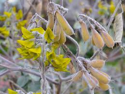 Image result for Crotalaria natalitia