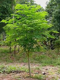 Image result for Moringa