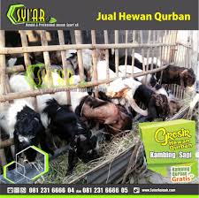 Tempat jual kambing qurban di trenggalek, tulungagung, madiun dan magetan murah langsung dari peternak. Contoh Spanduk Jual Hewan Qurban Gresik Jual Hewan Qurban Dan Akekah Gresik