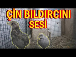 Cin Bildircini Sesi 1dk Youtube