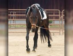 Search through 623,989 free printable colorings at getcolorings. Western Pleasure Horse Journals