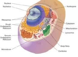 Maybe you would like to learn more about one of these? Where Is The Nucleus In An Animal Cell Quora