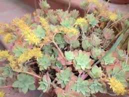Il gambo di questa pianta è dritto, legnoso e spesso. Pianta Grassa Con Fiori Gialli Come Si Chiama