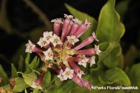 Image result for Cestrum × cultum