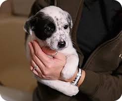 Collie puppies for sale dogs and puppies shipoo puppies ontario rough collie puppy smooth collie sheep dogs canada sheltie. Toronto On Border Collie Meet Puppies Collie Sheltie A Pet For Adoption