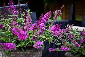 Trade name information cut flower. Flutterby Petite Tutti Fruitti Pink Butterfly Bush The Tree Center