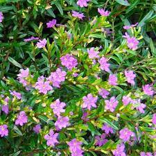 False Heather Cuphea Hyssopifolia Cuphea Plant Lavender Plant Heather Plant