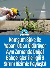 tansiyon veya kotu kolesterol icin bitkisel oneriler otlar dogal ot ilaci