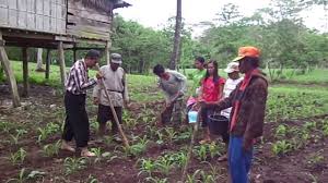 Gambar keseluruhan dari mesin penanam dan pemupuk jagung dapat dilihat pada gambar 45. Cara Pemupukan Yang Baik Pada Tanaman Jagung Bisi Ii 01 Youtube