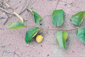 Image result for Agelanthus keilii