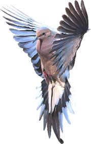 Pin By Hamide Yenturk On Animal Gif S Animation Art Bird Drawings Abstract Art Inspiration Beautiful Birds