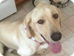 Lab puppies for adoption colorado. Denver Co Labrador Retriever Meet Watson A Pet For Adoption