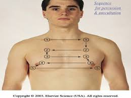 Lung Percussion Pattern Anterior Fields Lunges Nursing Fun Thorax