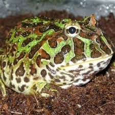 Best Pet Frogs For Beginners Pethelpful By Fellow Animal Lovers And Experts Pet frogs, just in time for christmas! best pet frogs for beginners