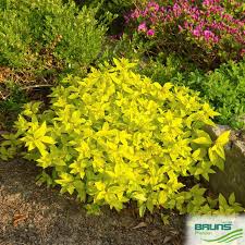 Image result for spirea japonica gold princess