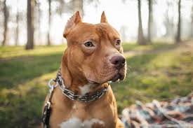 Bred to be strong and tenacious when working, it is also one of the kindest and most patient of companions for children. Blue Eyed Pitbull You Won T Resist Those Baby Blues