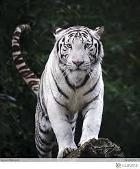 Among all the tigers, white tigers are very beautiful and fascinating. Tigers And White Tigers I Remember Collecting White Tiger Suff Growing Up Favorite Wild Animal Animals Wild White Tiger Animals Beautiful